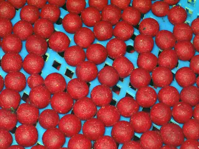 boilies_trockenkasten