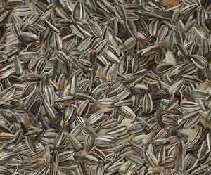 sonnenblumenkerne